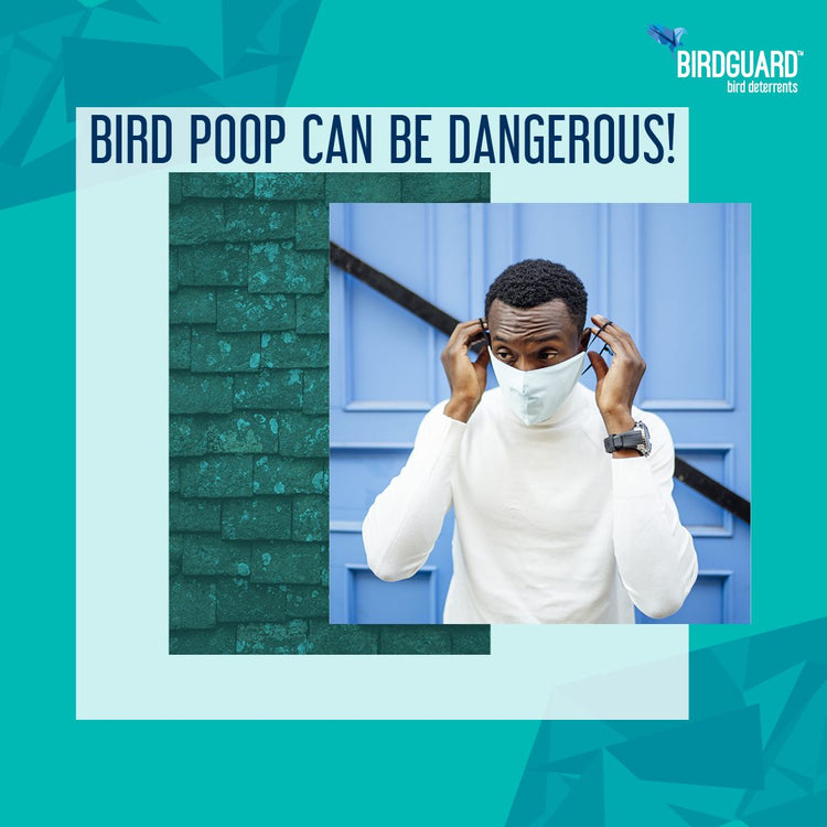 Birdguard bird spikes blog on the health risks of exposure to bird poop.