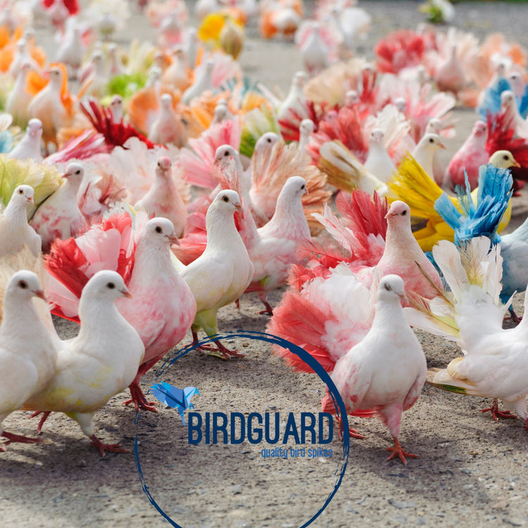 Bird Problems?