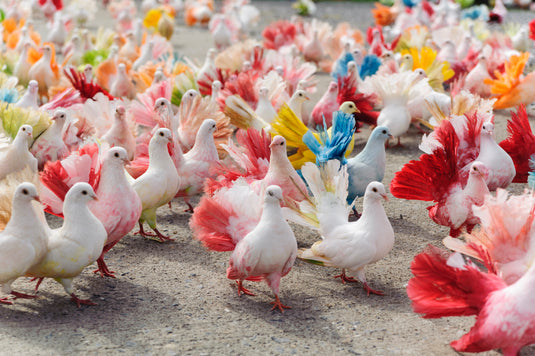 Numerous white birds gathered on the, decorated in many colours.